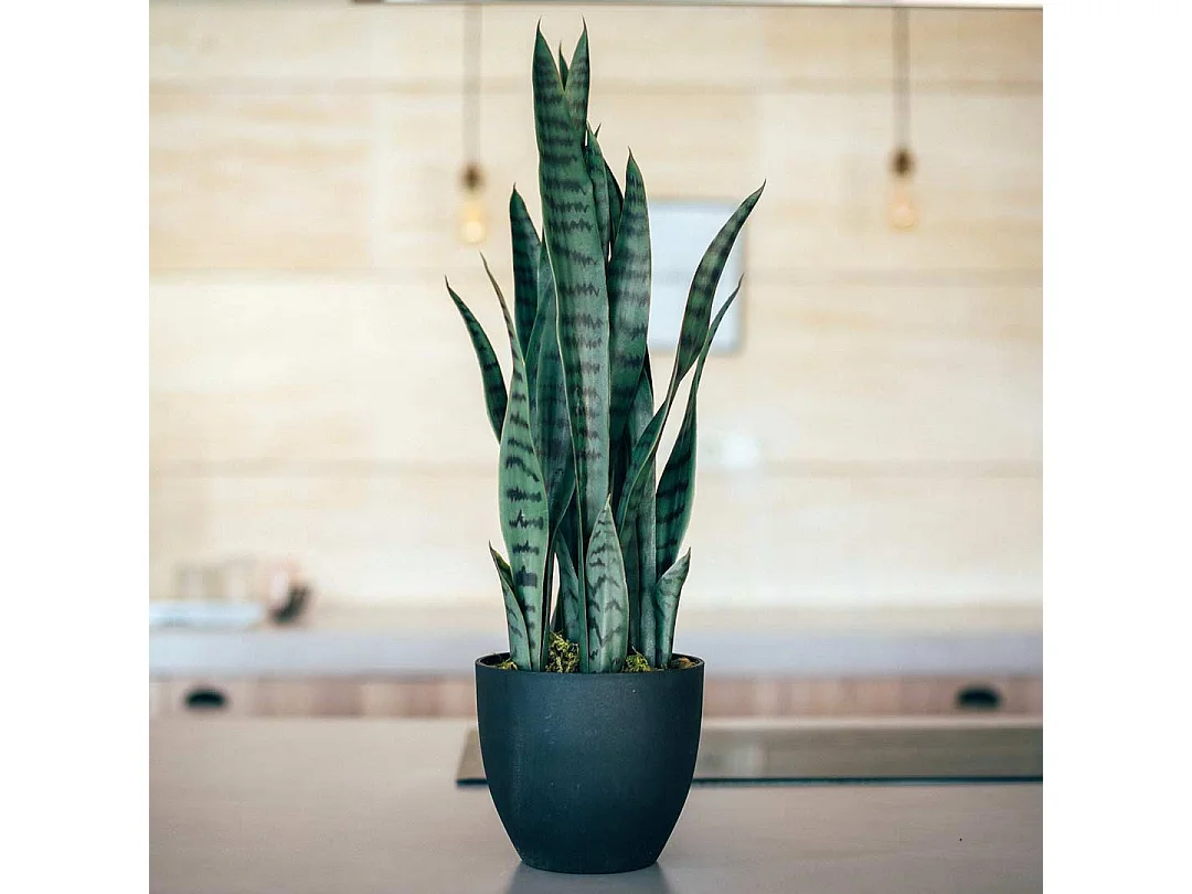 PLANTA ARTIFICIAL SANSEVIERIA 70 CM