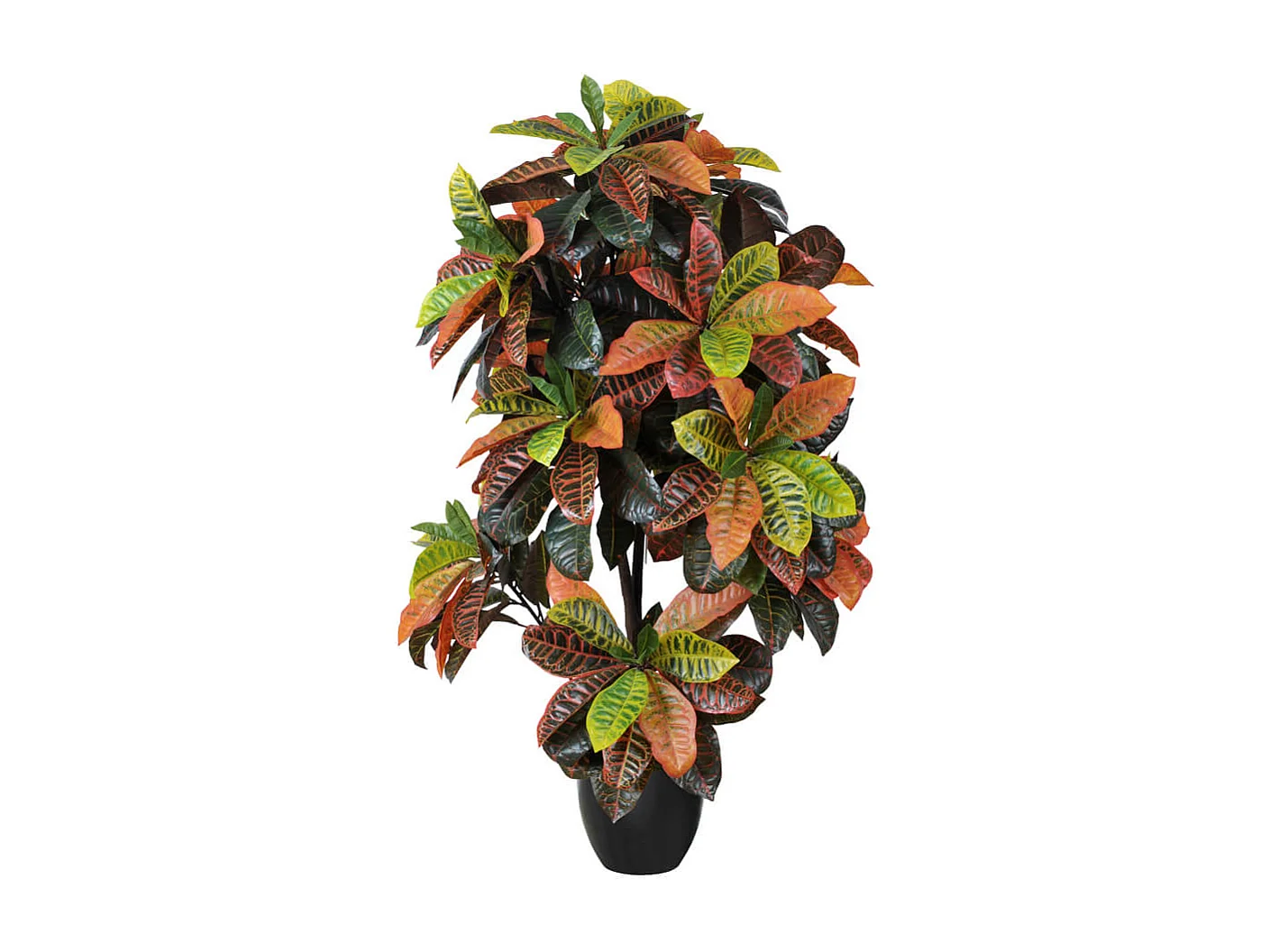 Croton 140 cm nortene 140CM