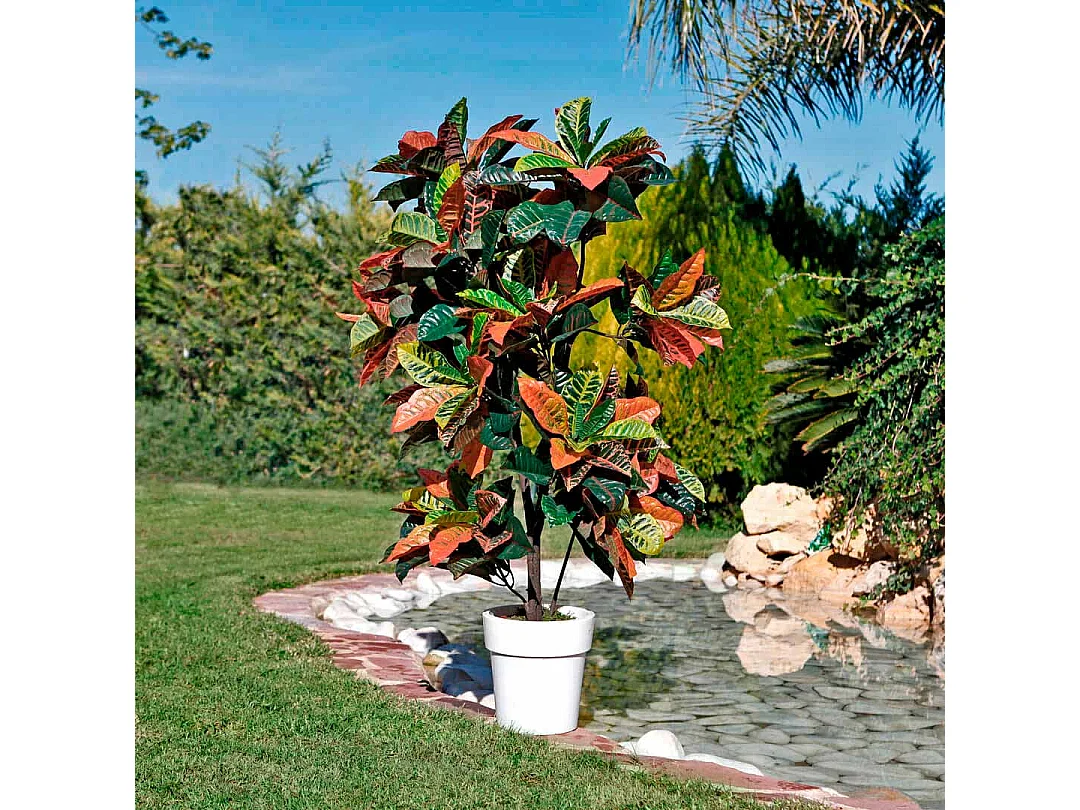 Croton 140 cm nortene 140CM