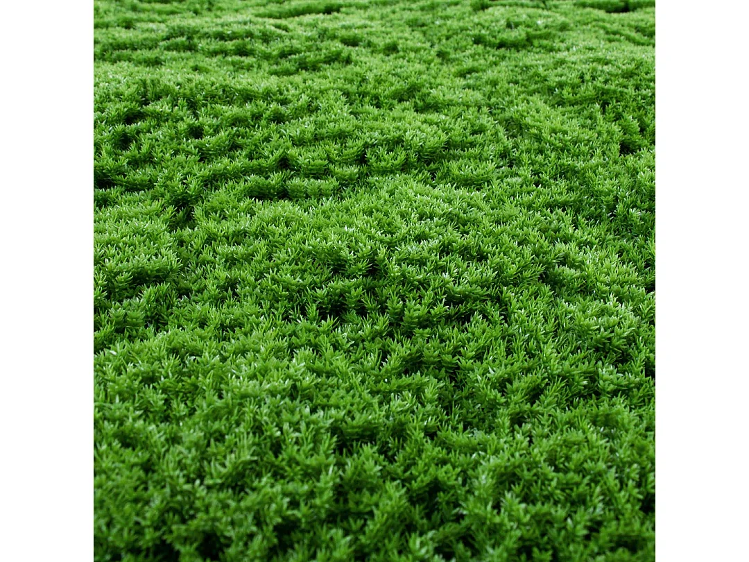 Jardin vertical moss 100 x 100 cm 100X100 CM