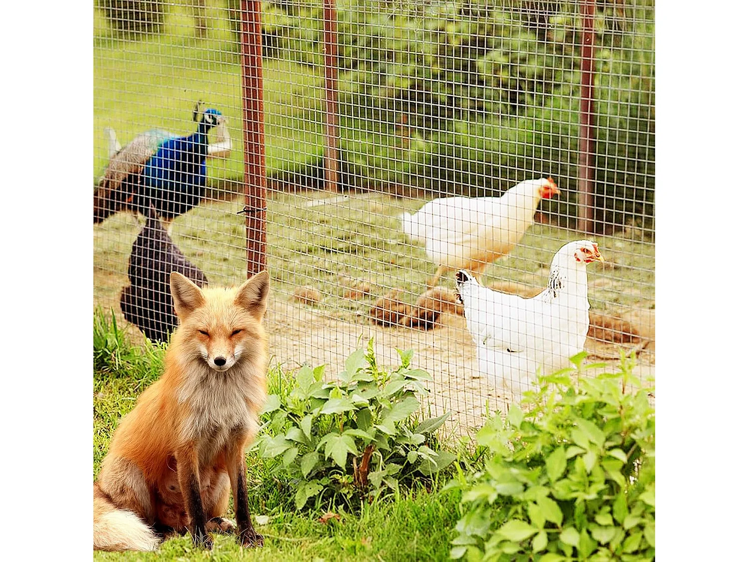 Draadgaas fijnmazig, 15 m x 0,6 m, 50 x 25 mm maasgat, gegalvaniseerd, woelmuisrooster voor verhoogde bloembedden in de tuin, volièregaas, kippengaas, zilver SF6414