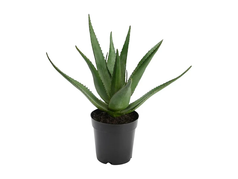 Aloe Vera Verox H38 cm