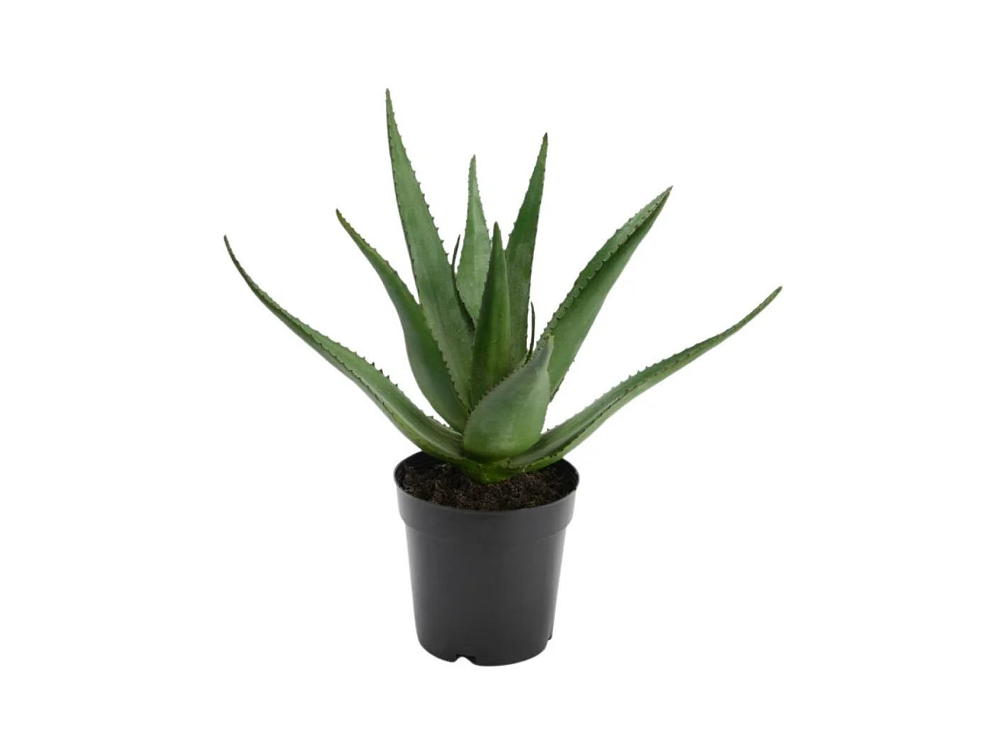 Aloe Vera Verox H38 cm