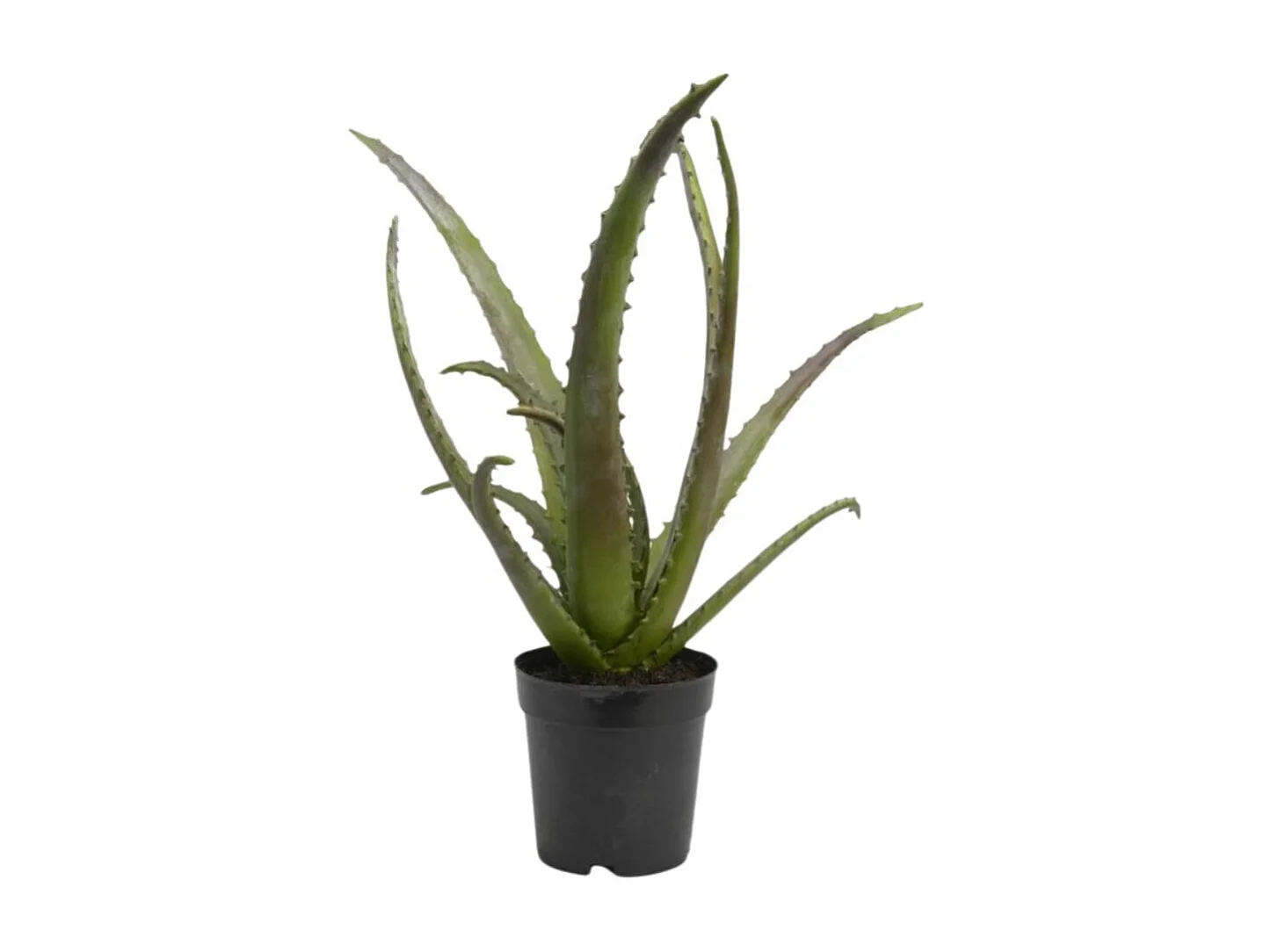 Cactus Aloe Vera Verox H48 cm