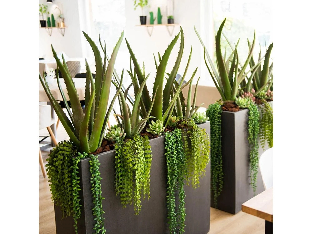 Cactus Aloe Vera Verox H48 cm