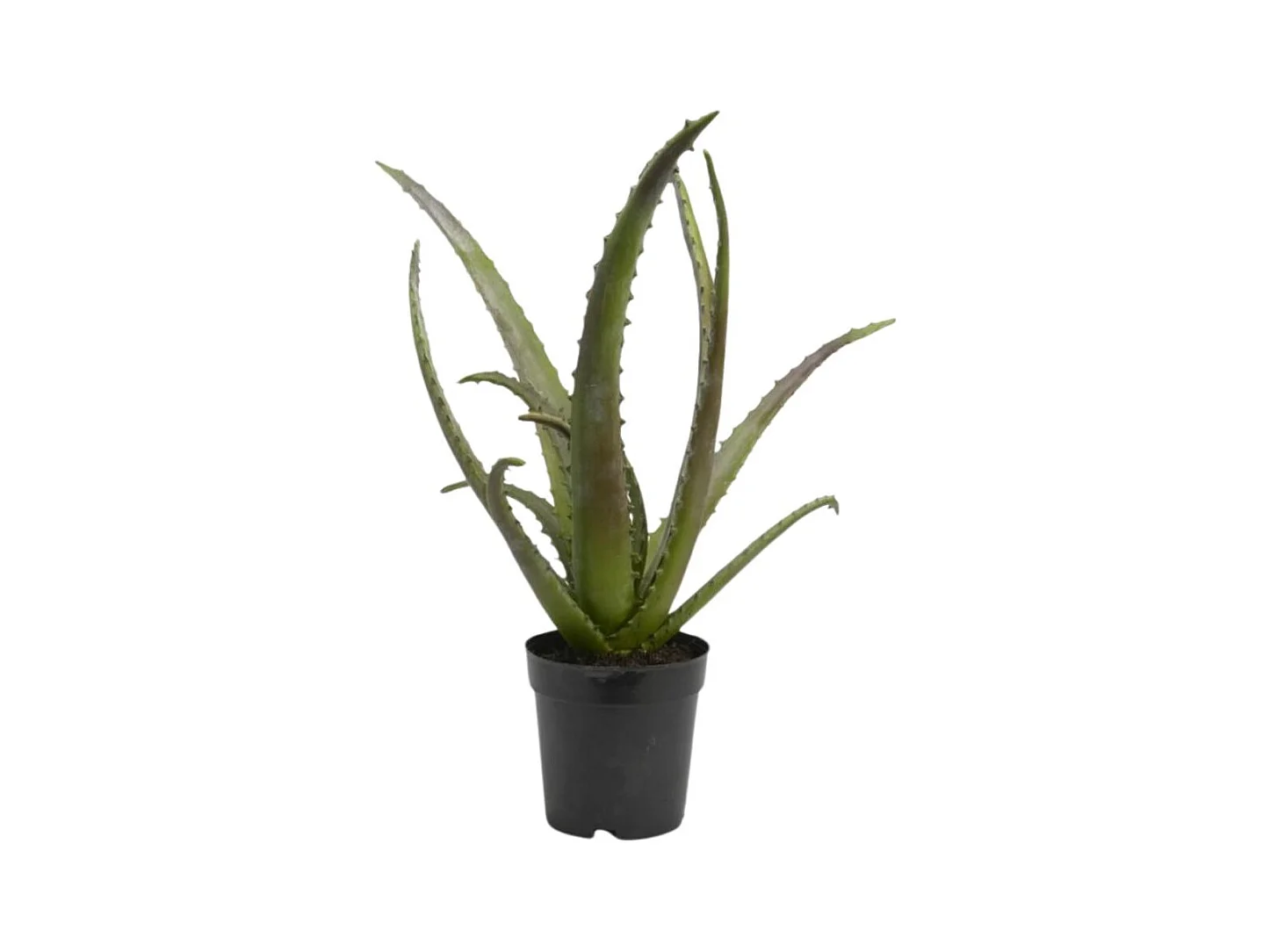 Cactus Aloe Vera Verox H48 cm