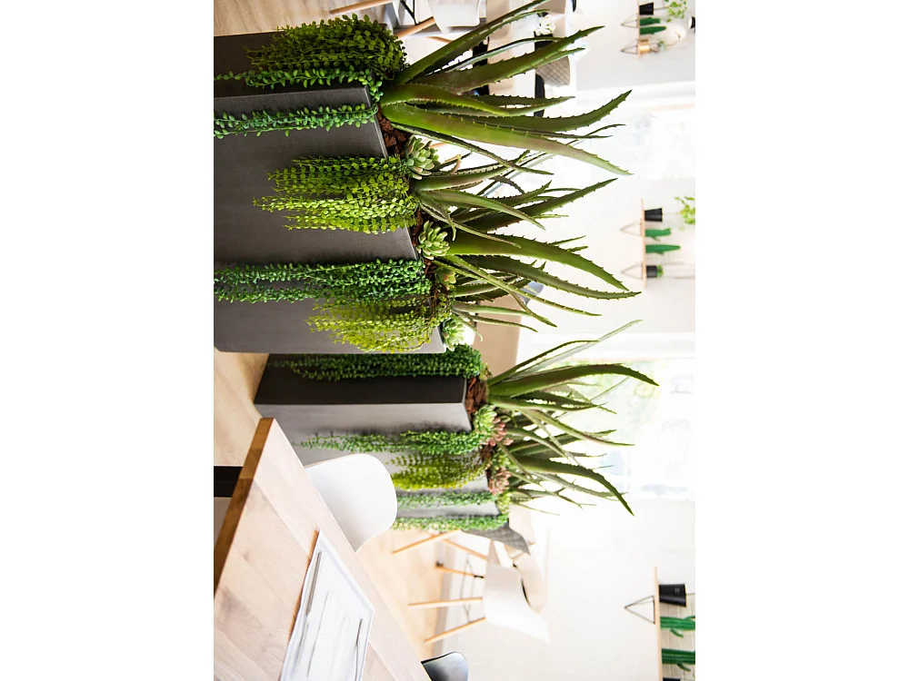 Cactus Aloe Vera Verox H48 cm