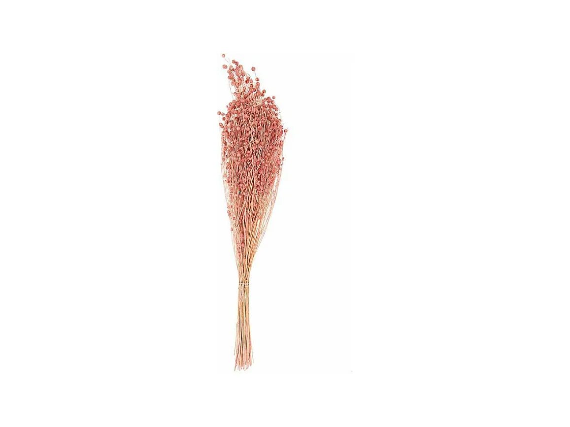 Lins séchés rose - 70 cm