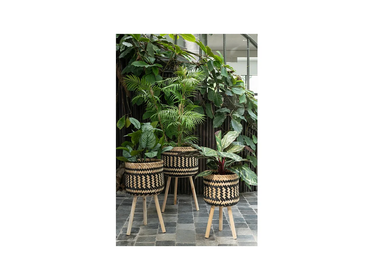 Pothos in vaso di plastica verde 50x50x70 cm