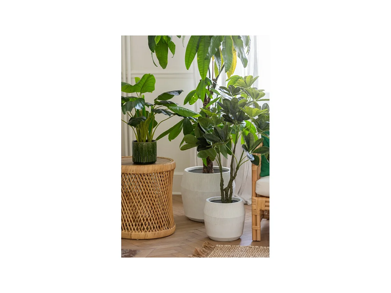 Pothos in vaso di plastica verde 50x50x70 cm