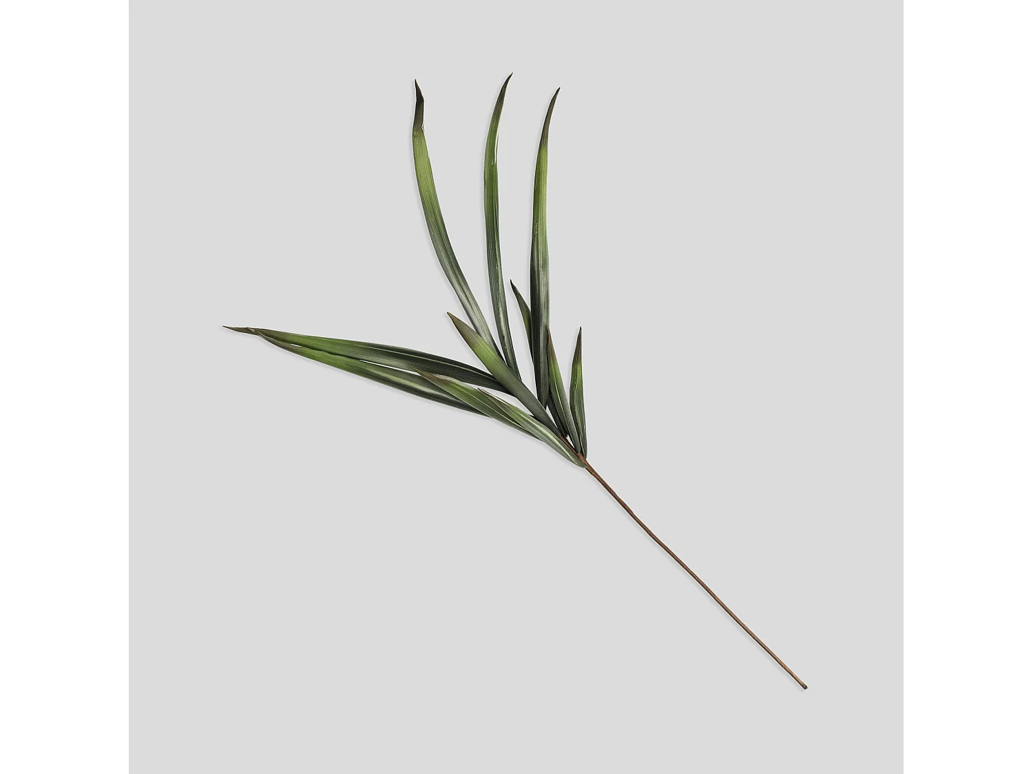 Fleur Dalone vert moyen 13 x 60 x 90