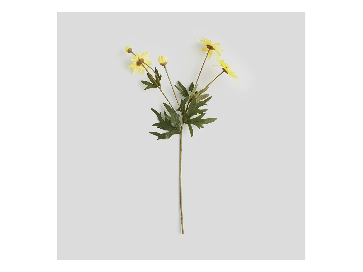 Blume Margareto Mittelgelb 48 x 15 x 8