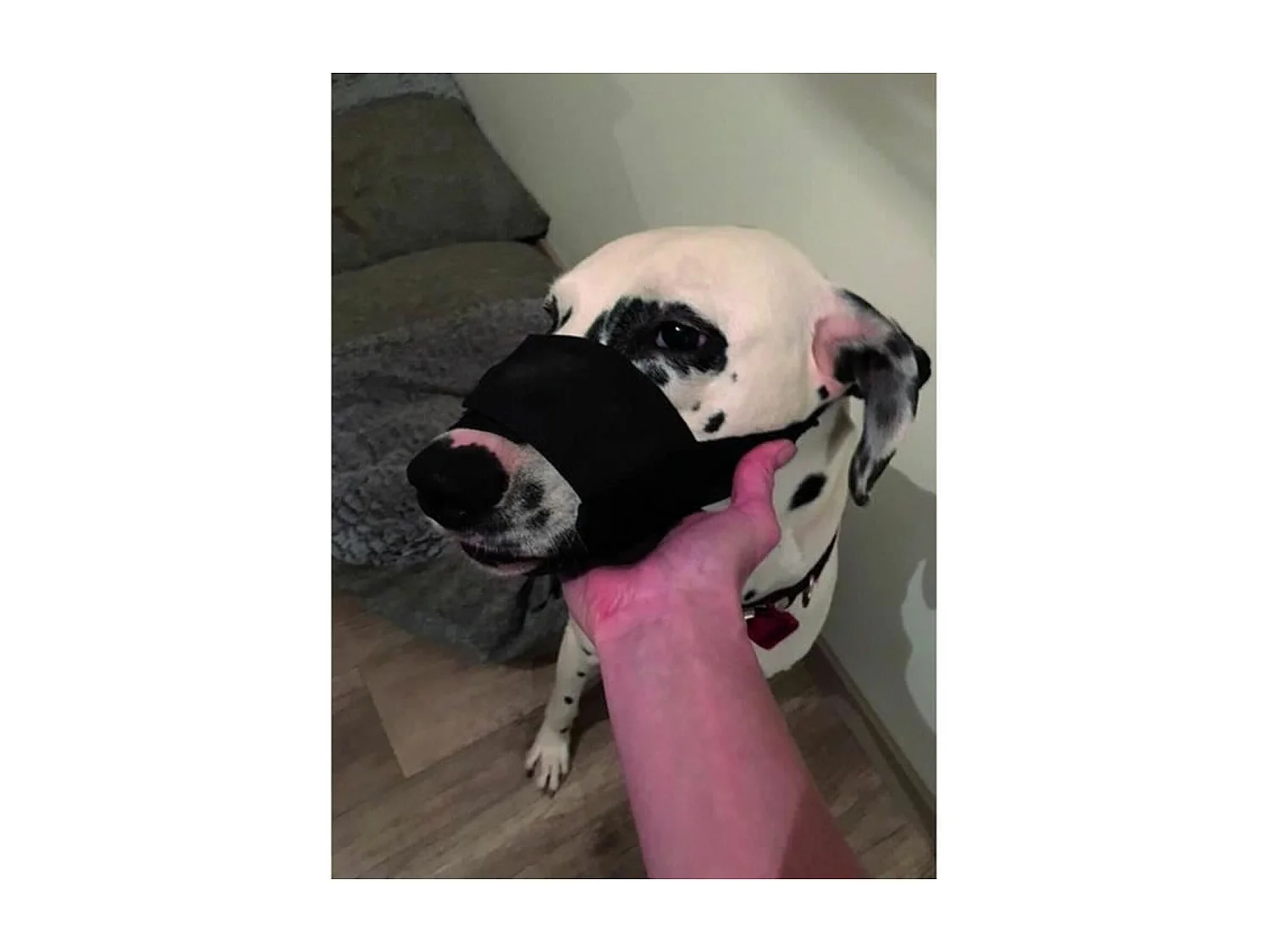 YAGO Zwarte Nylon Muilkorf voor Grote Honden,