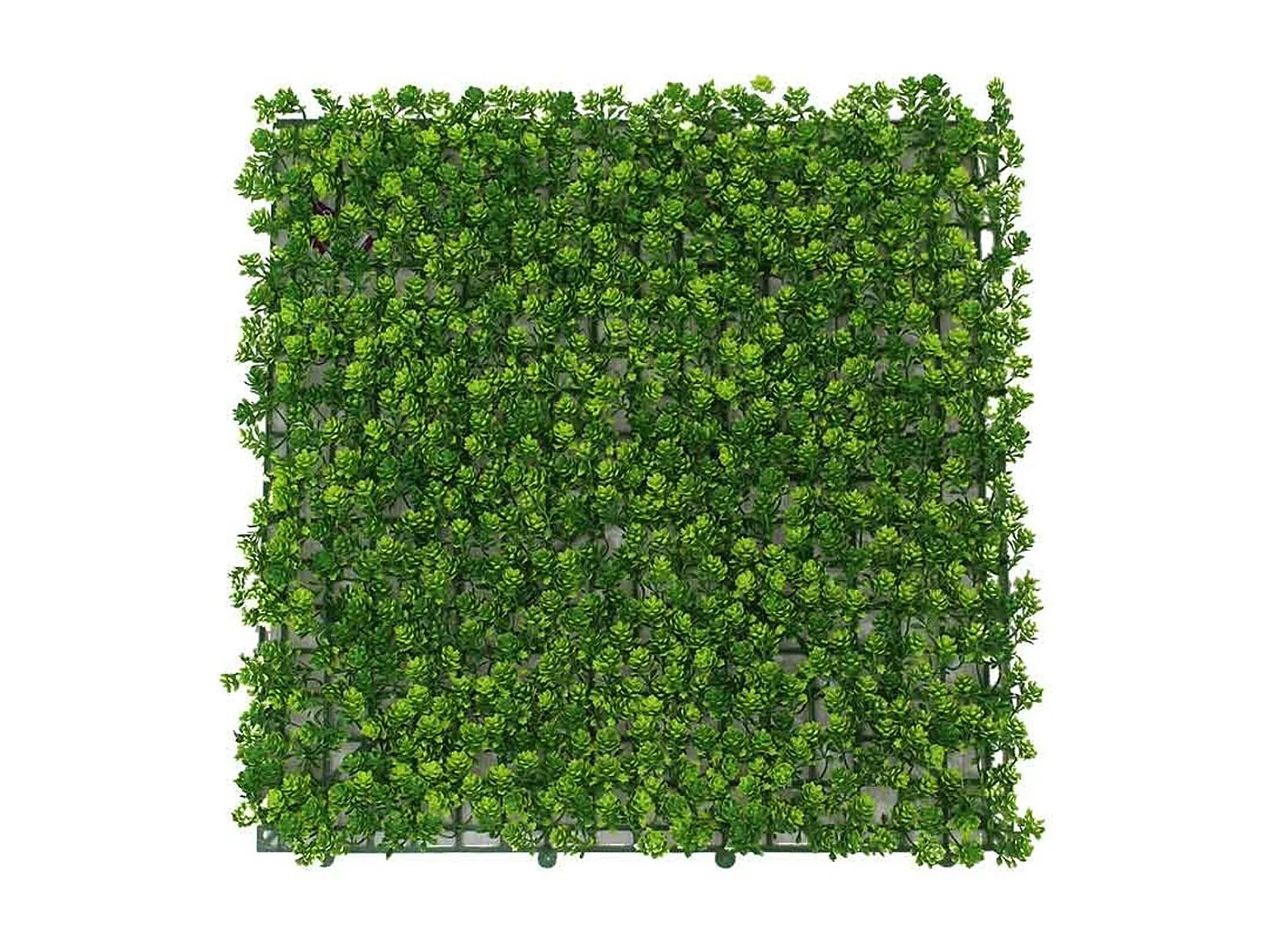 Jardín vertical artificial de suculenta verde 50x50 cm