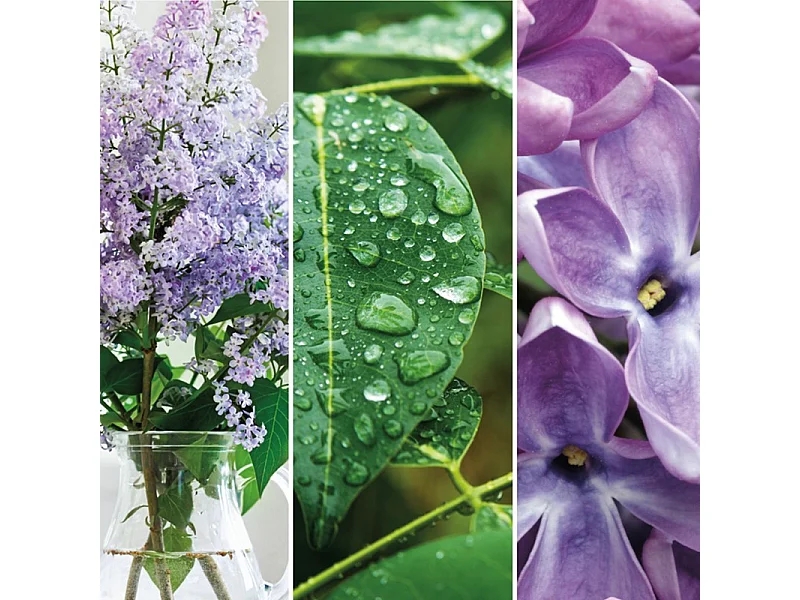 Bougie parfumée en grand pot, Lilac Blossoms, violet 567 gr, Signature