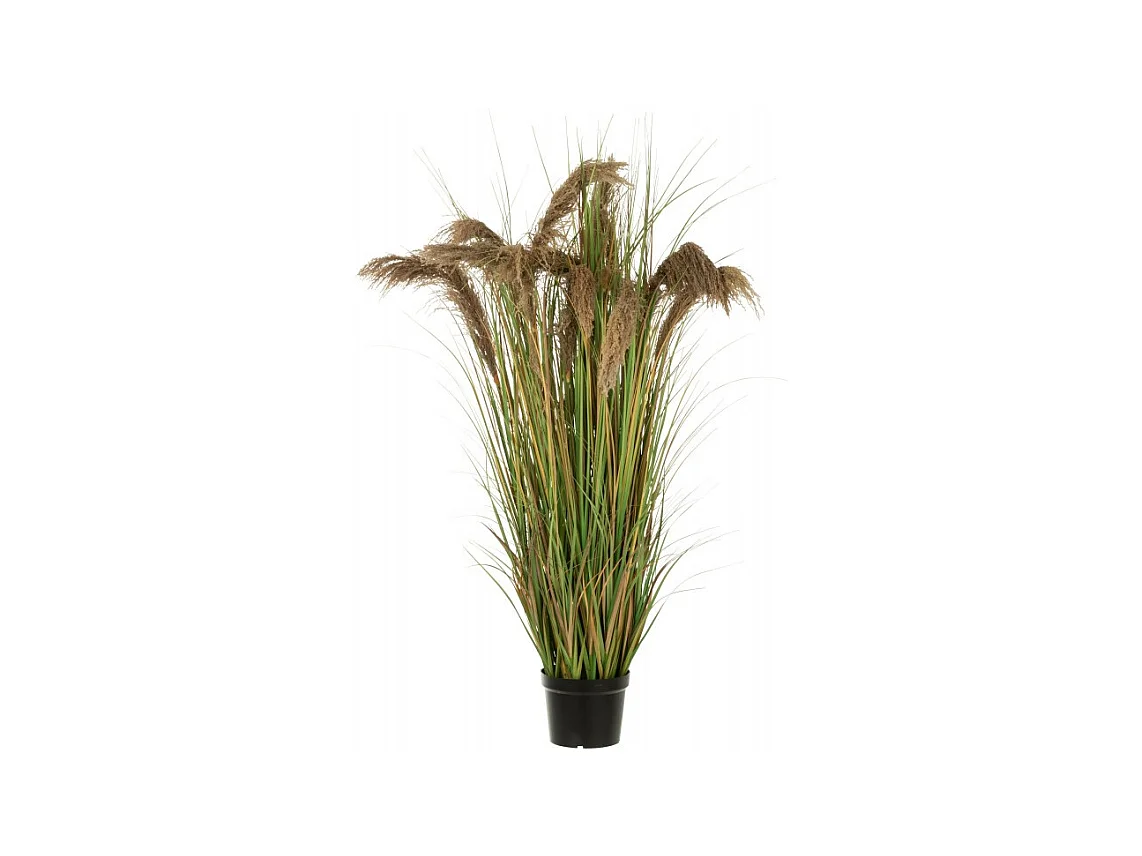 Erba di pampa 13 teste in vaso di plastica verde 60x60x180 cm