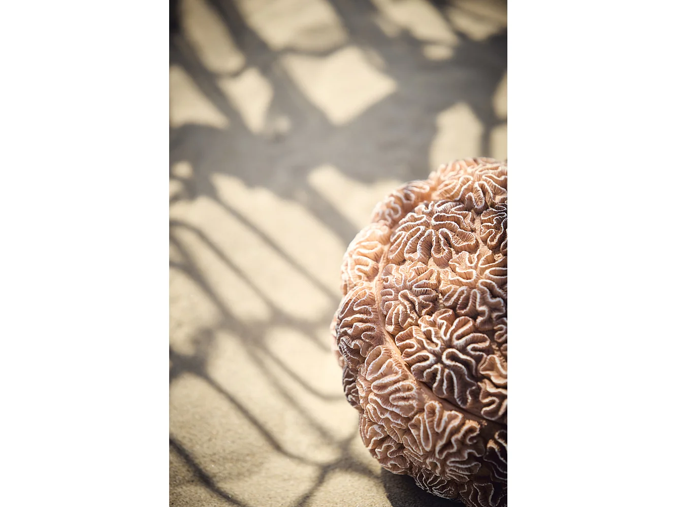 Boîte déco + couvercle CORAIL - Ø20x15,5cm - Marron