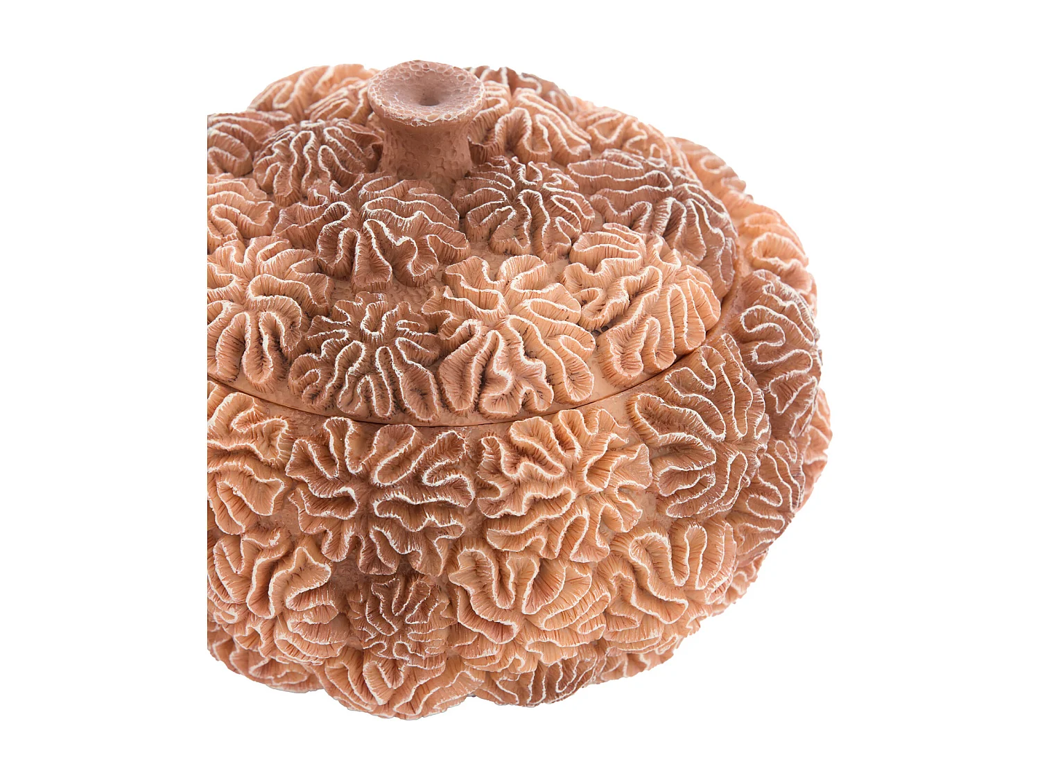 Boîte déco + couvercle CORAIL - Ø17x16cm - Marron