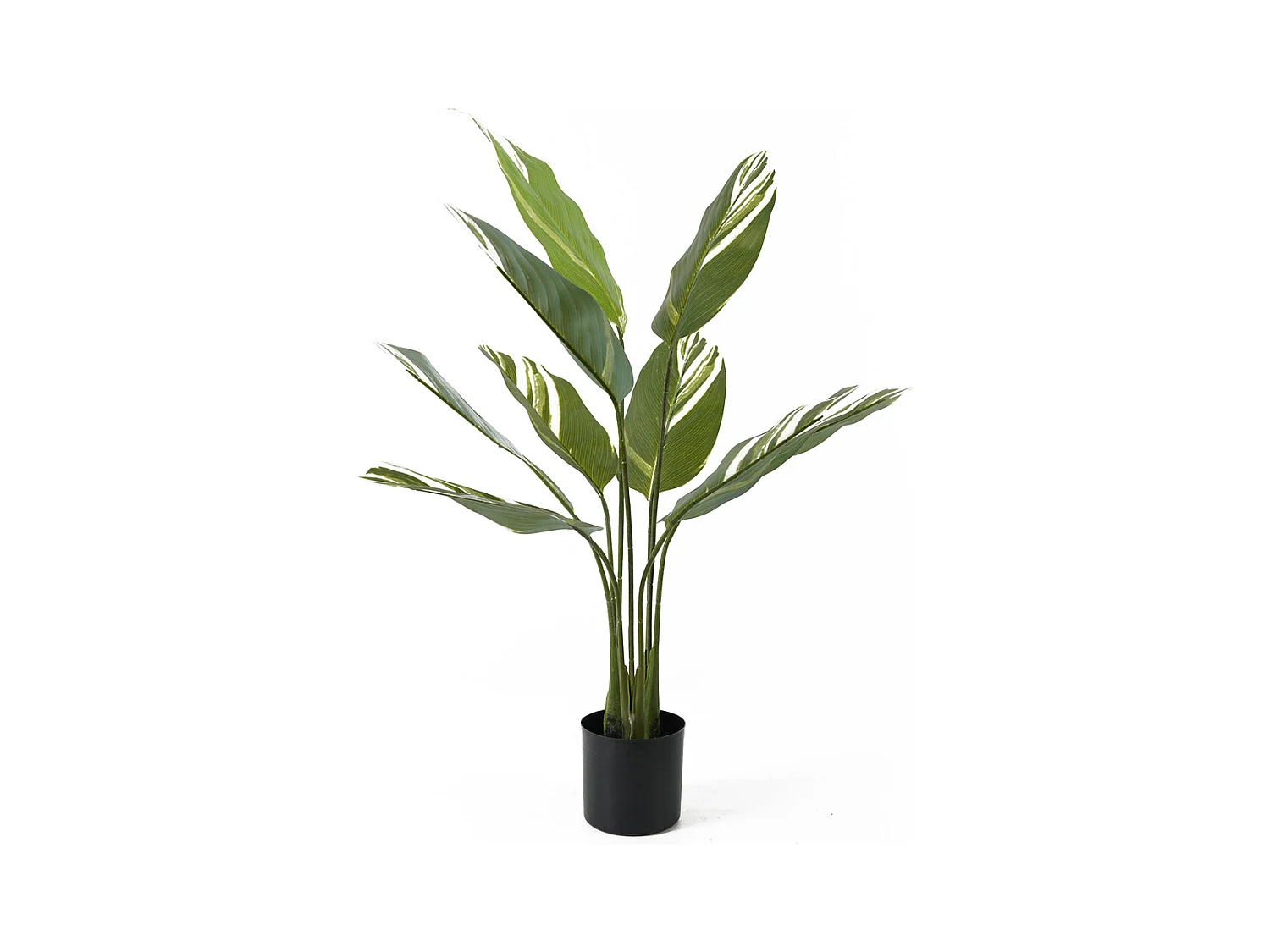 Plante artificielle Calathea - Vert