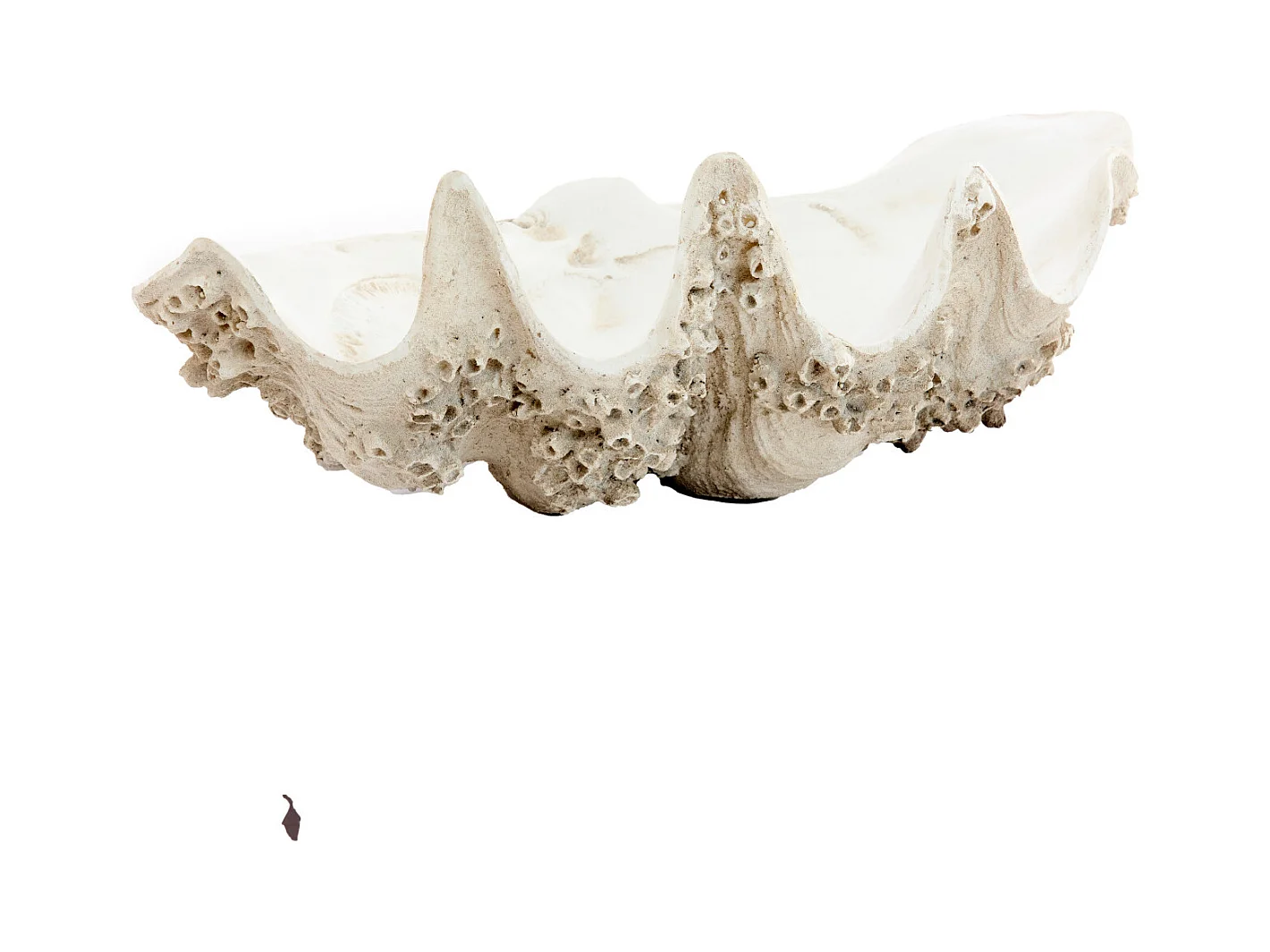 Ornament MUSCHEL - 52x28x18cm - Braun