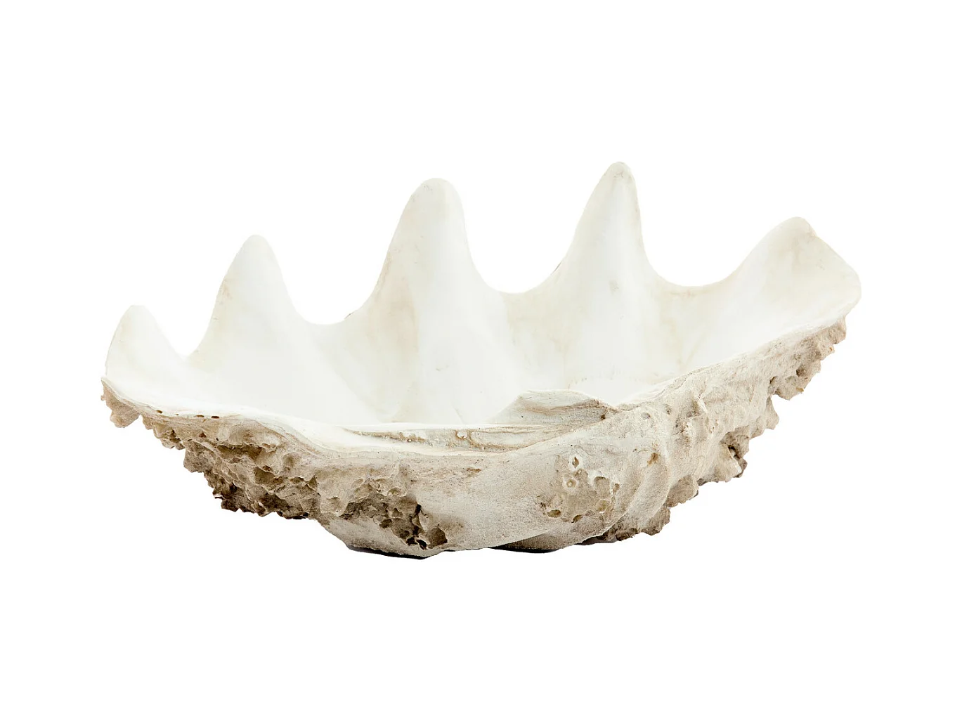 Adorno CONCHA - 52x28x18cm - Marrón