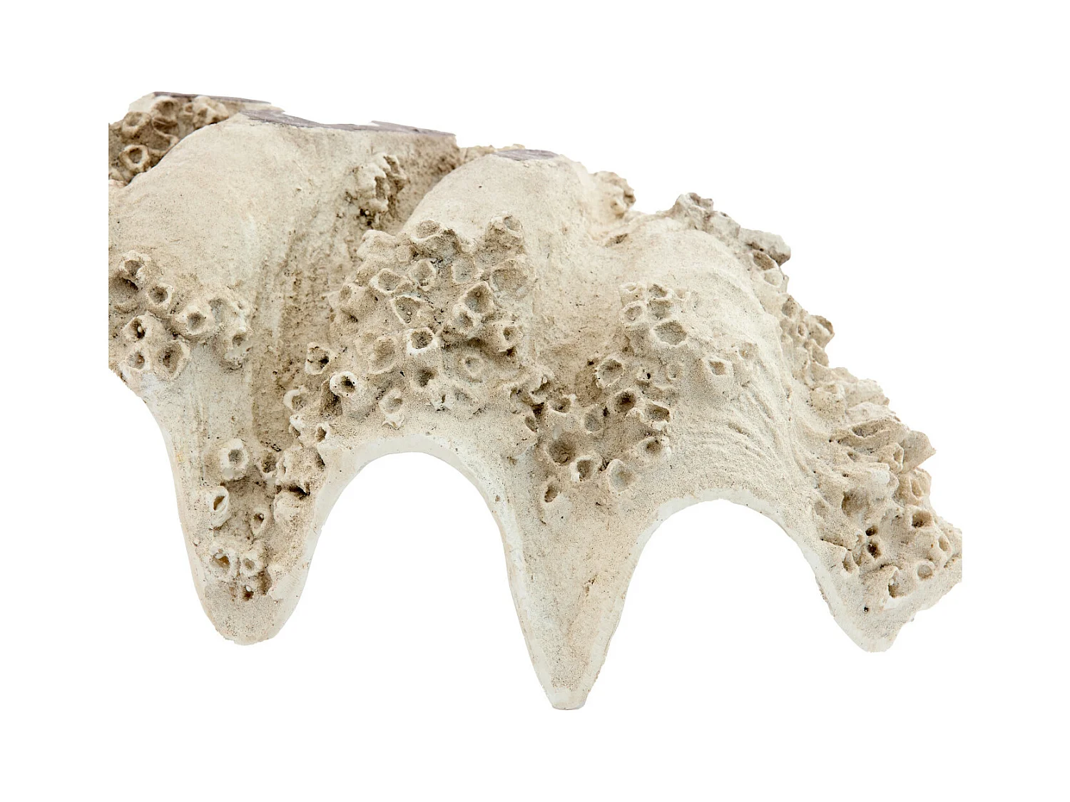 Adorno CONCHA - 52x28x18cm - Marrón