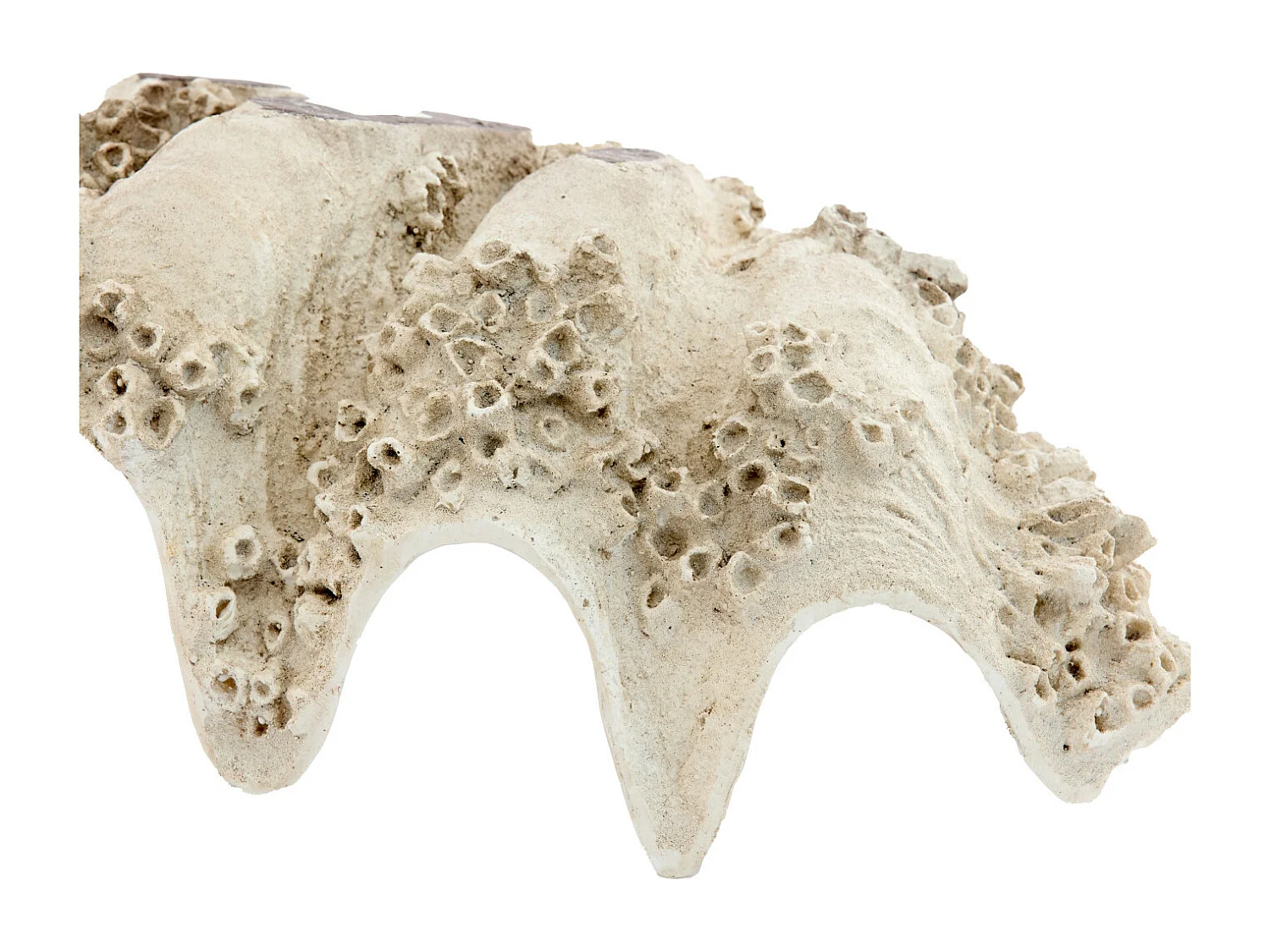 Adorno CONCHA - 52x28x18cm - Marrón