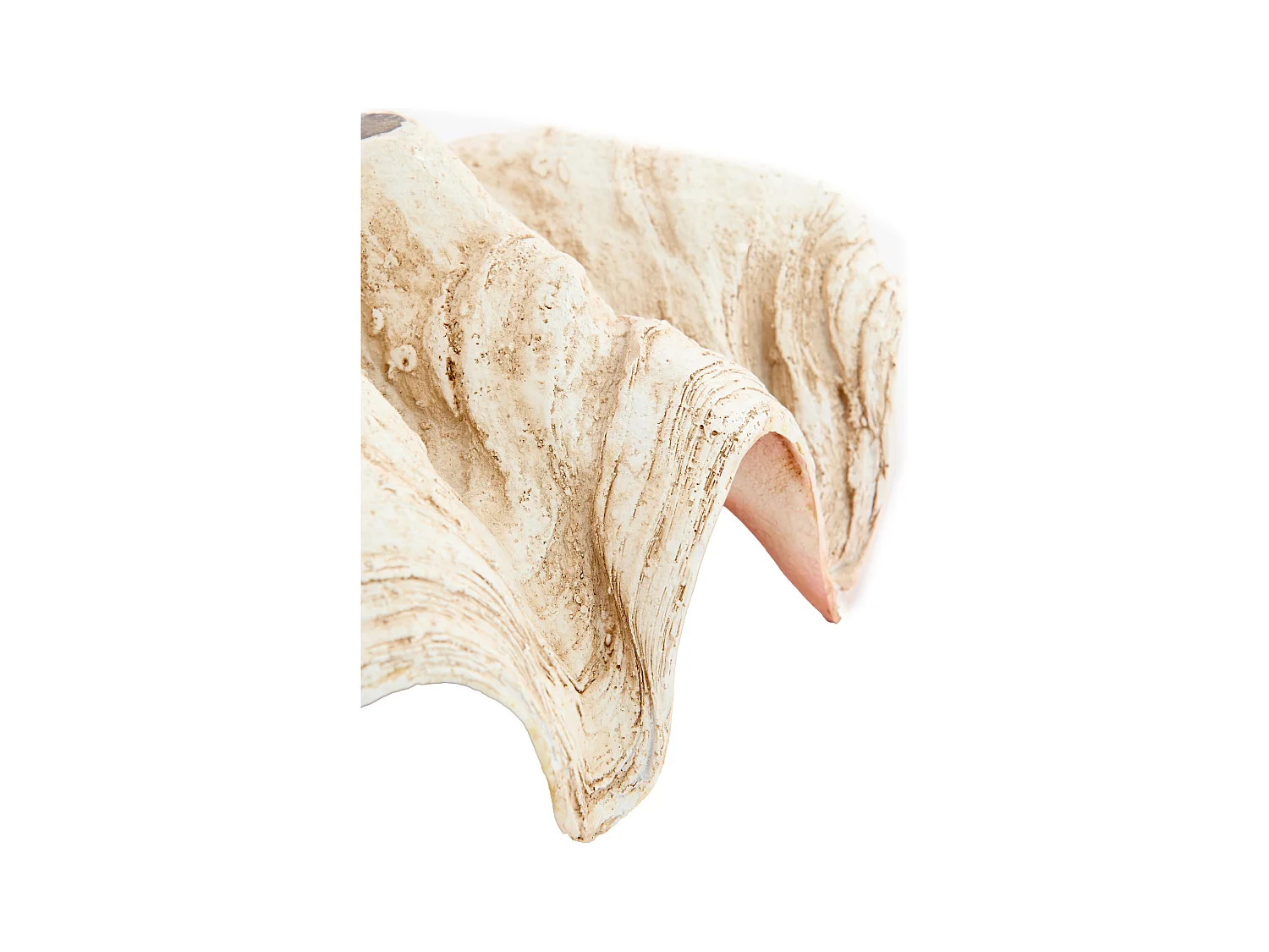 Ornement COQUILLAGE - 41x25x17cm - Marron