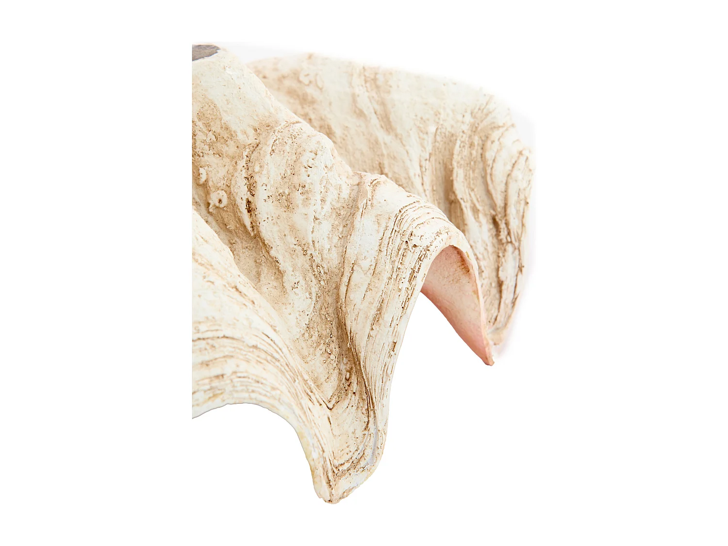 Ornement COQUILLAGE - 41x25x17cm - Marron