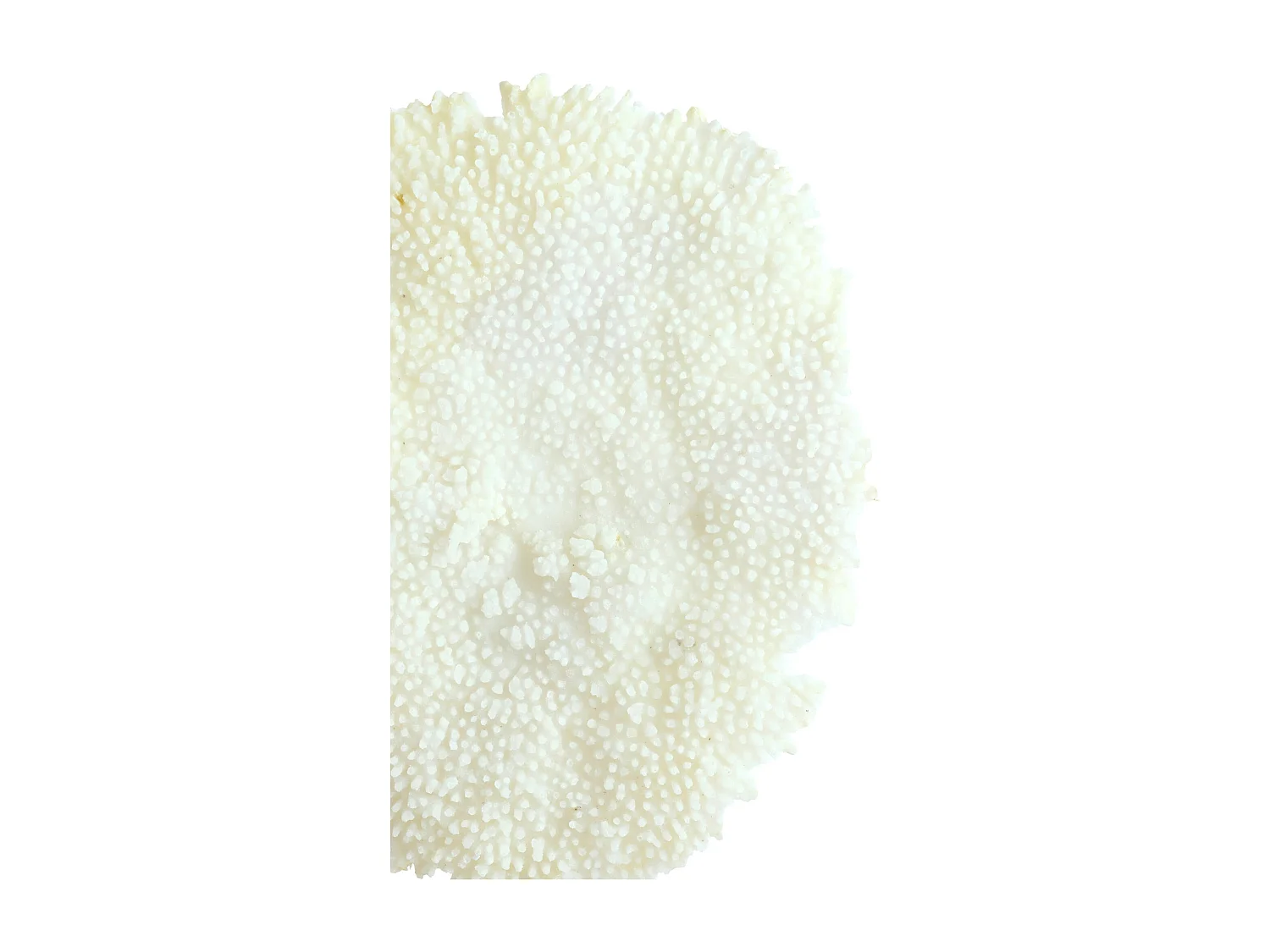 Ornament CORAL - 46x20x69cm - Wit