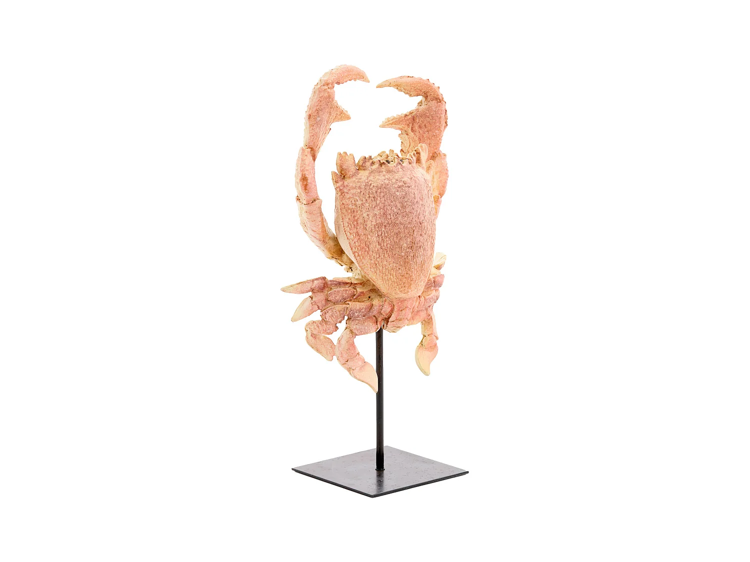 Ornement CRABE - 23x12,5x42,5cm - Orange