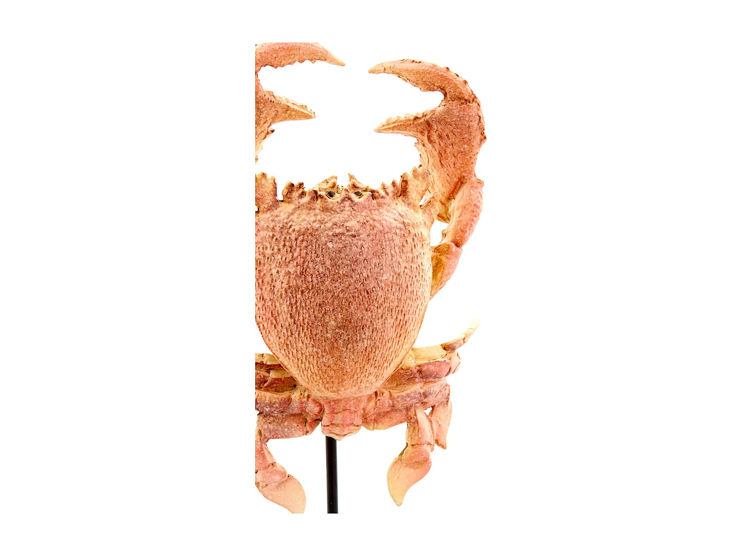 Ornement CRABE - 23x12,5x42,5cm - Orange