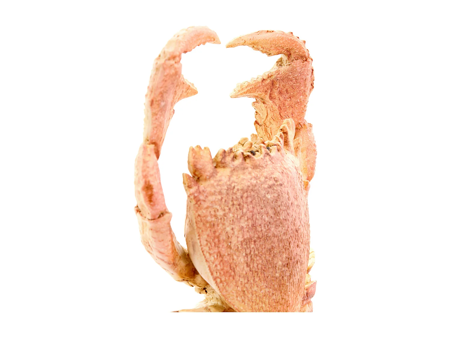 Ornement CRABE - 23x12,5x42,5cm - Orange