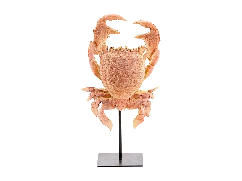 Ornement CRABE - 23x12,5x42,5cm - Orange