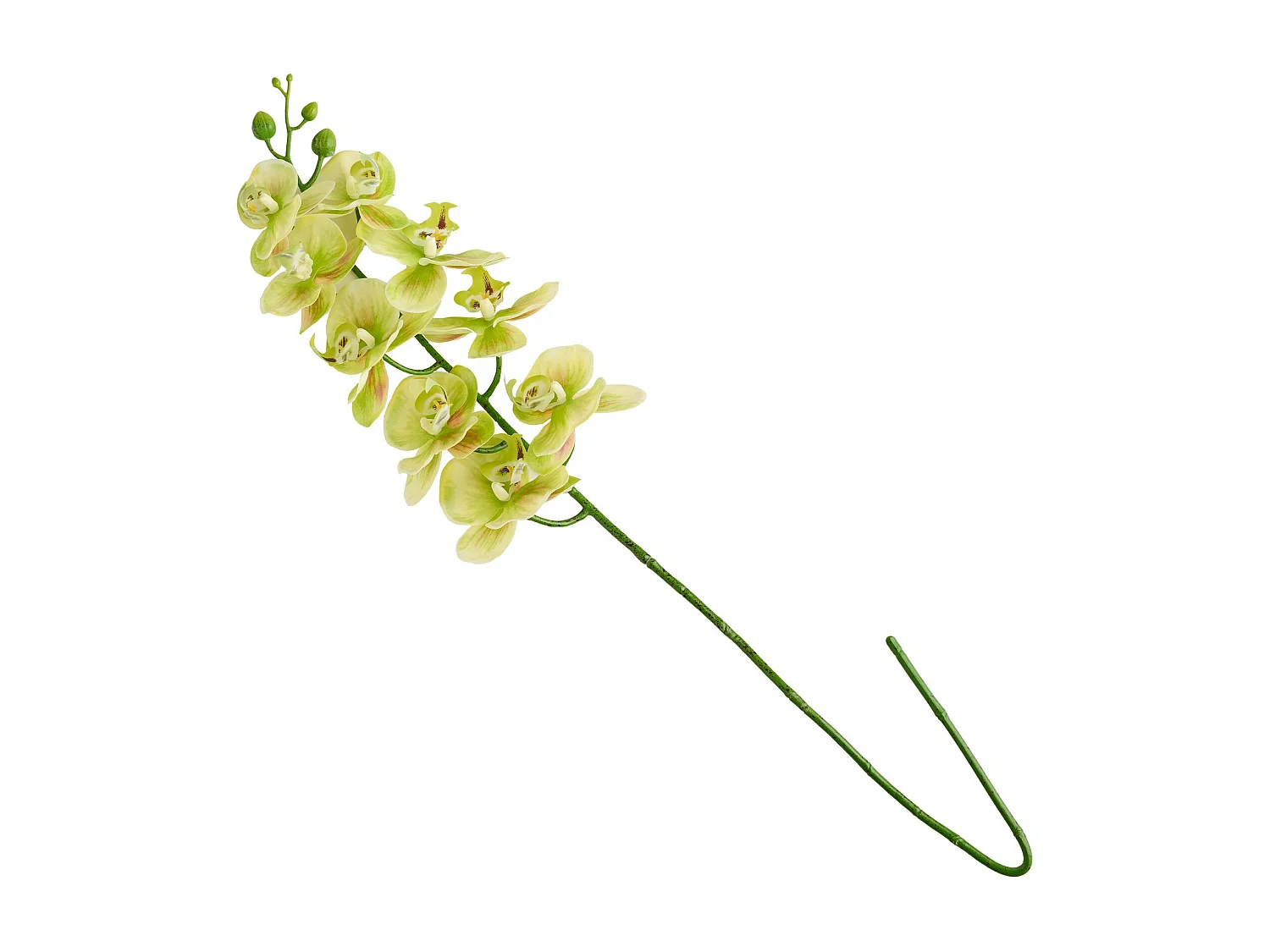 Blume Orchstem hellgrün 6 x 19 x 80