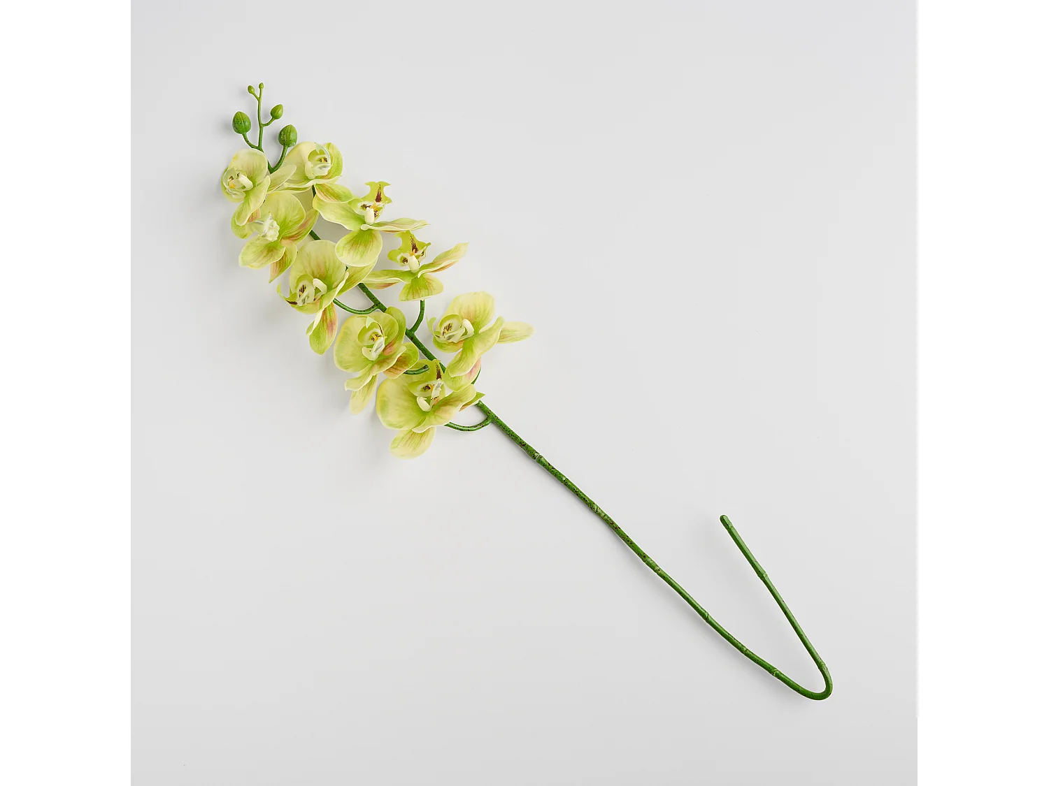 Blume Orchstem hellgrün 6 x 19 x 80