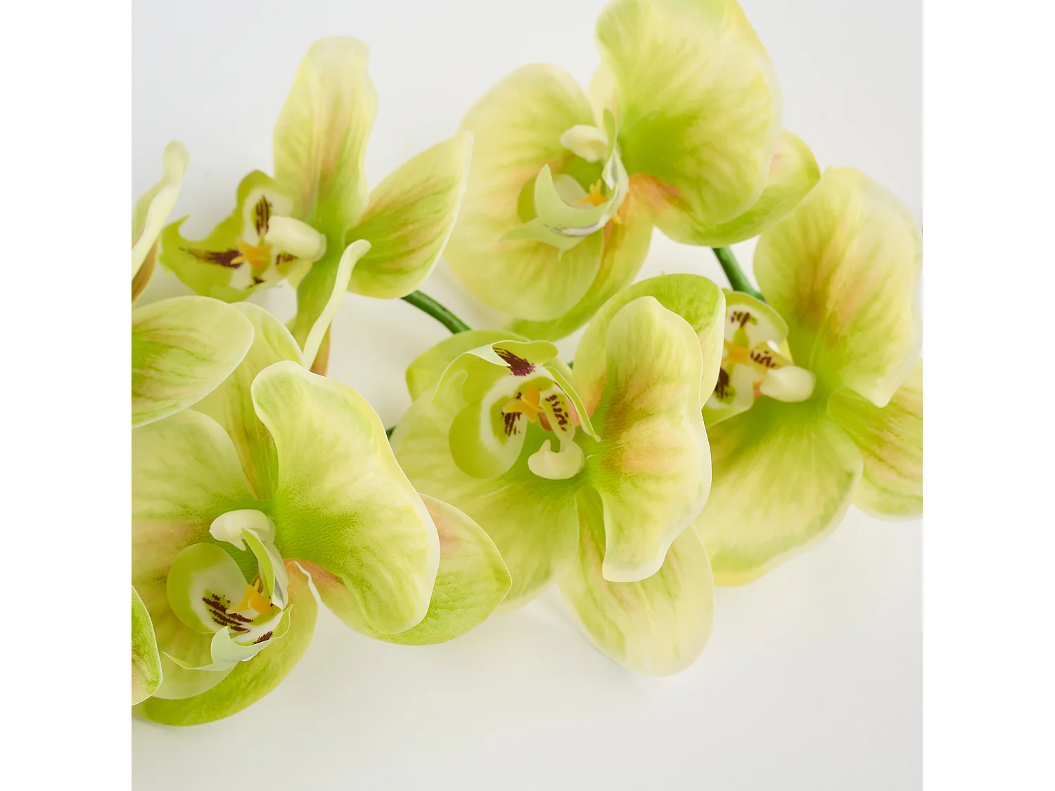 Blume Orchstem hellgrün 6 x 19 x 80