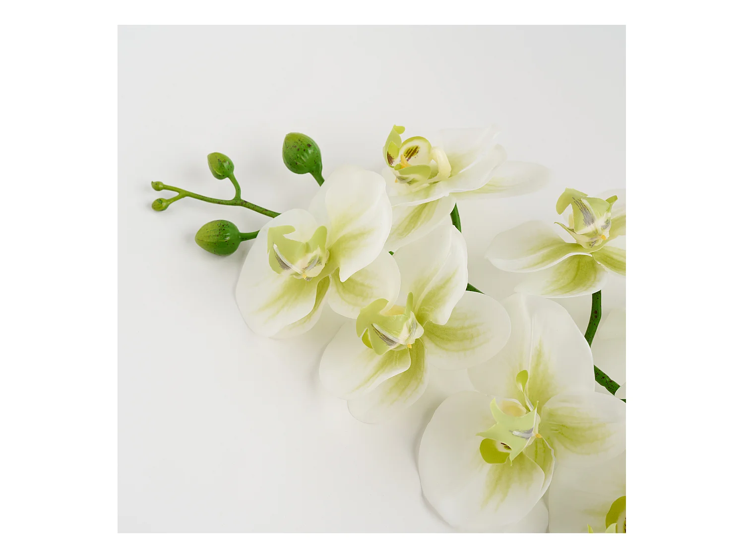 Fleur Orchstem blanc moyen 80 cm