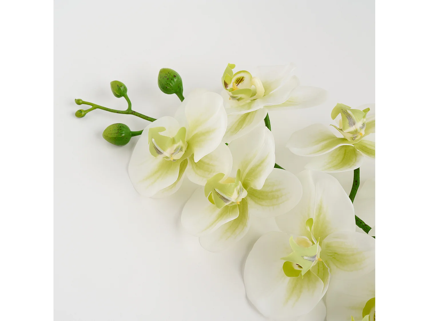 Blume Orchstem mittelweiß 6 x 19 x 80