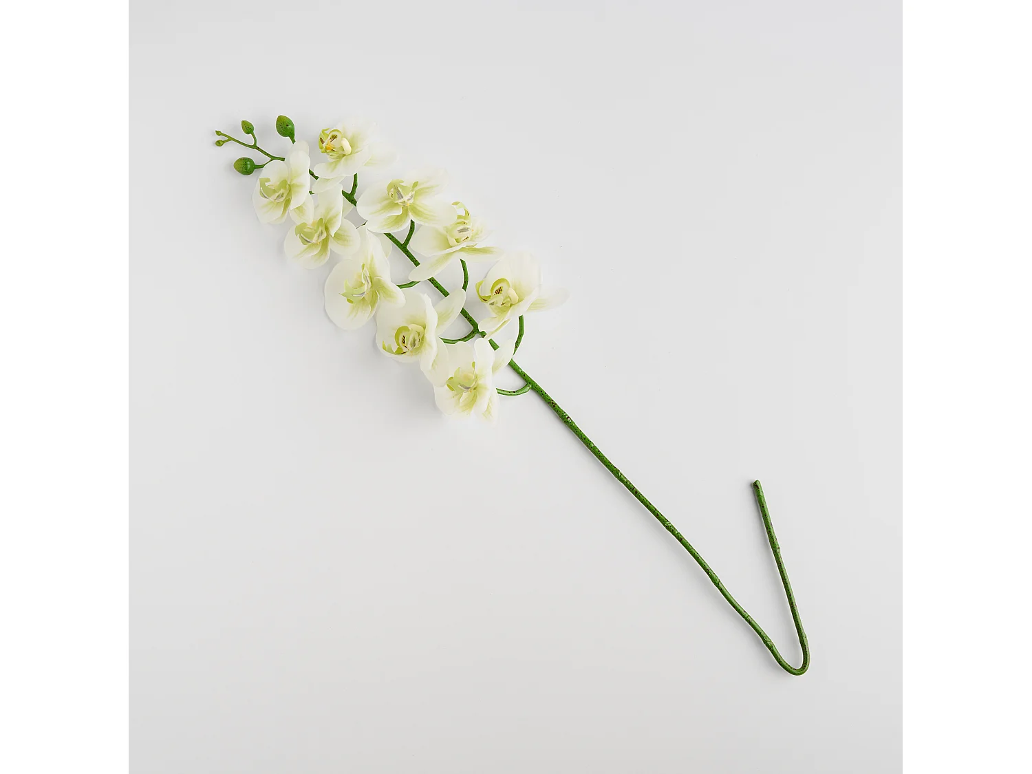 Blume Orchstem mittelweiß 6 x 19 x 80