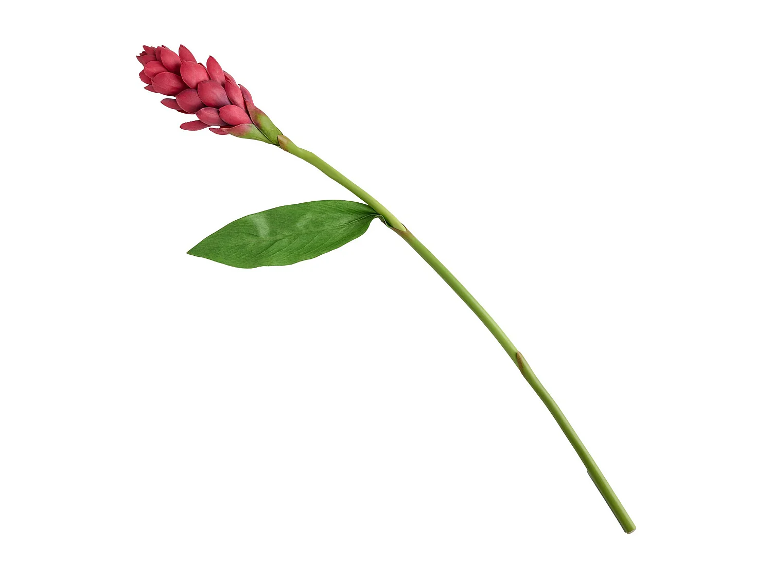 Blume Etlingo mittelrot 7 x 17 x 80