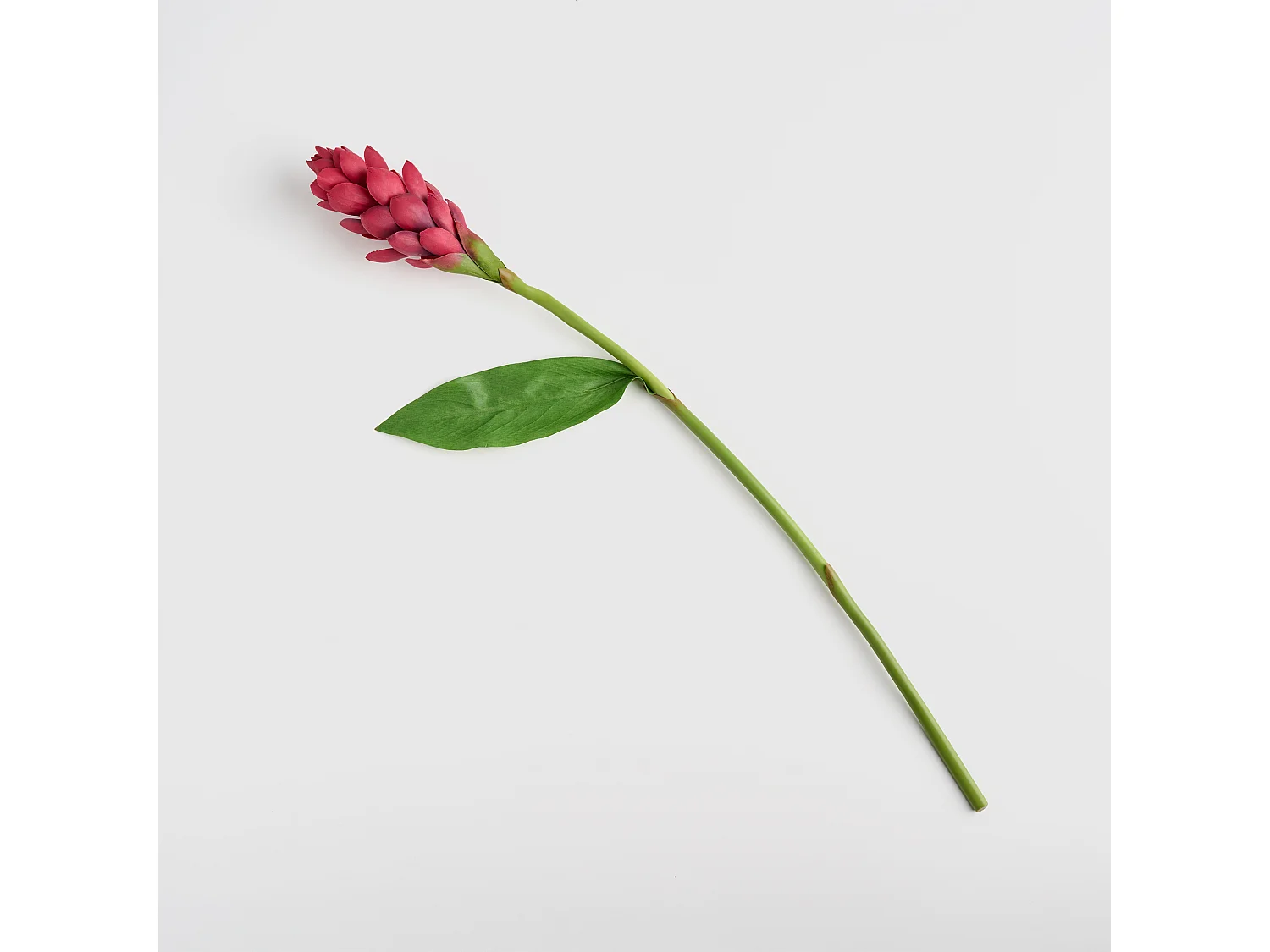 Blume Etlingo mittelrot 7 x 17 x 80