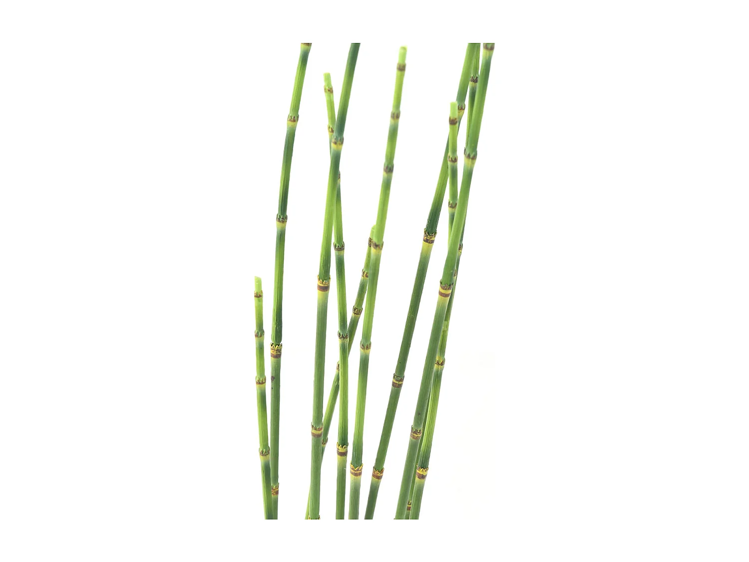 Plante artificielle haute gamme Spécial extérieur / PRESLE artificiel - Dim : 100 x 17 cm