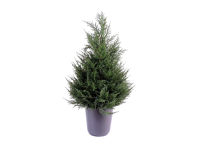 Plante artificielle haute gamme Spécial extérieur Cyprès coloris vert - Dim : 65 x 33 cm