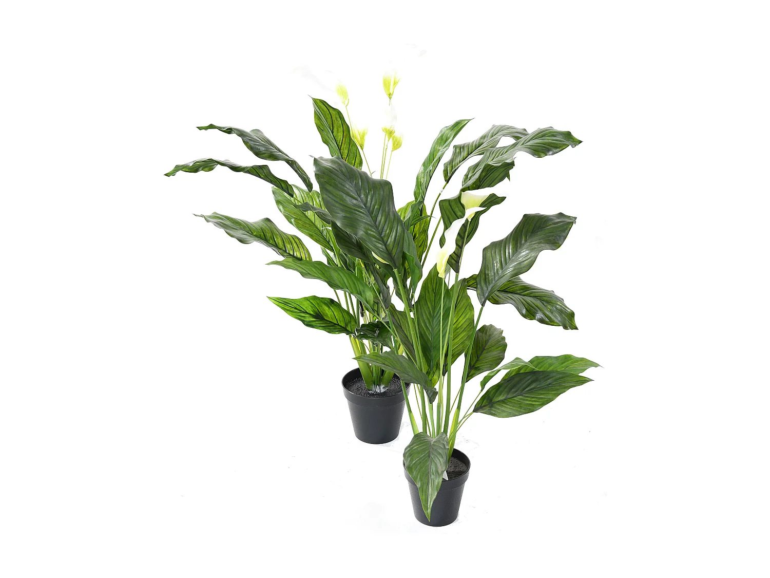 Plante artificielle haute gamme Spécial extérieur / SPATHIPHYLLUM Artificiel - Dim : 90 x 80 cm