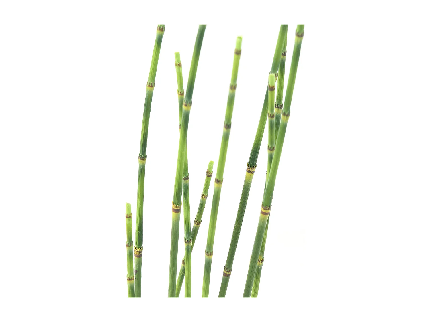 Plante artificielle haute gamme Spécial extérieur / PRESLE artificiel - Dim : 65 x 15 cm