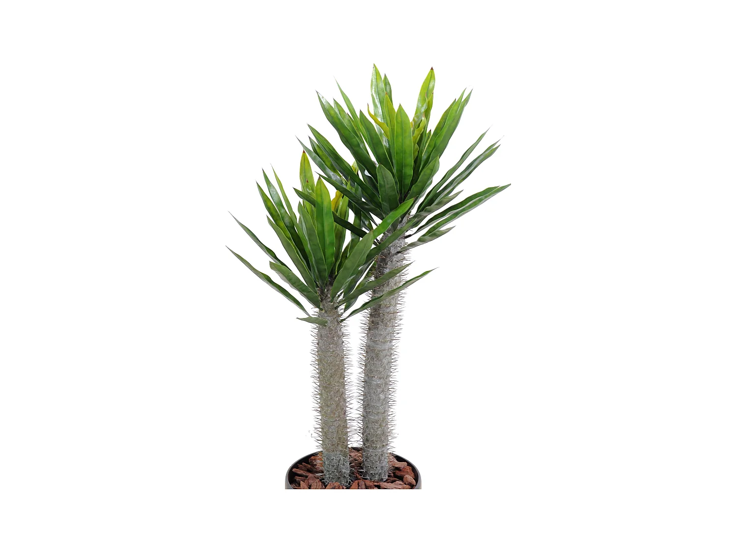 Plante artificielle haute gamme Spécial extérieur / Pachypodium artificiel - Dim : 100 x 50 cm
