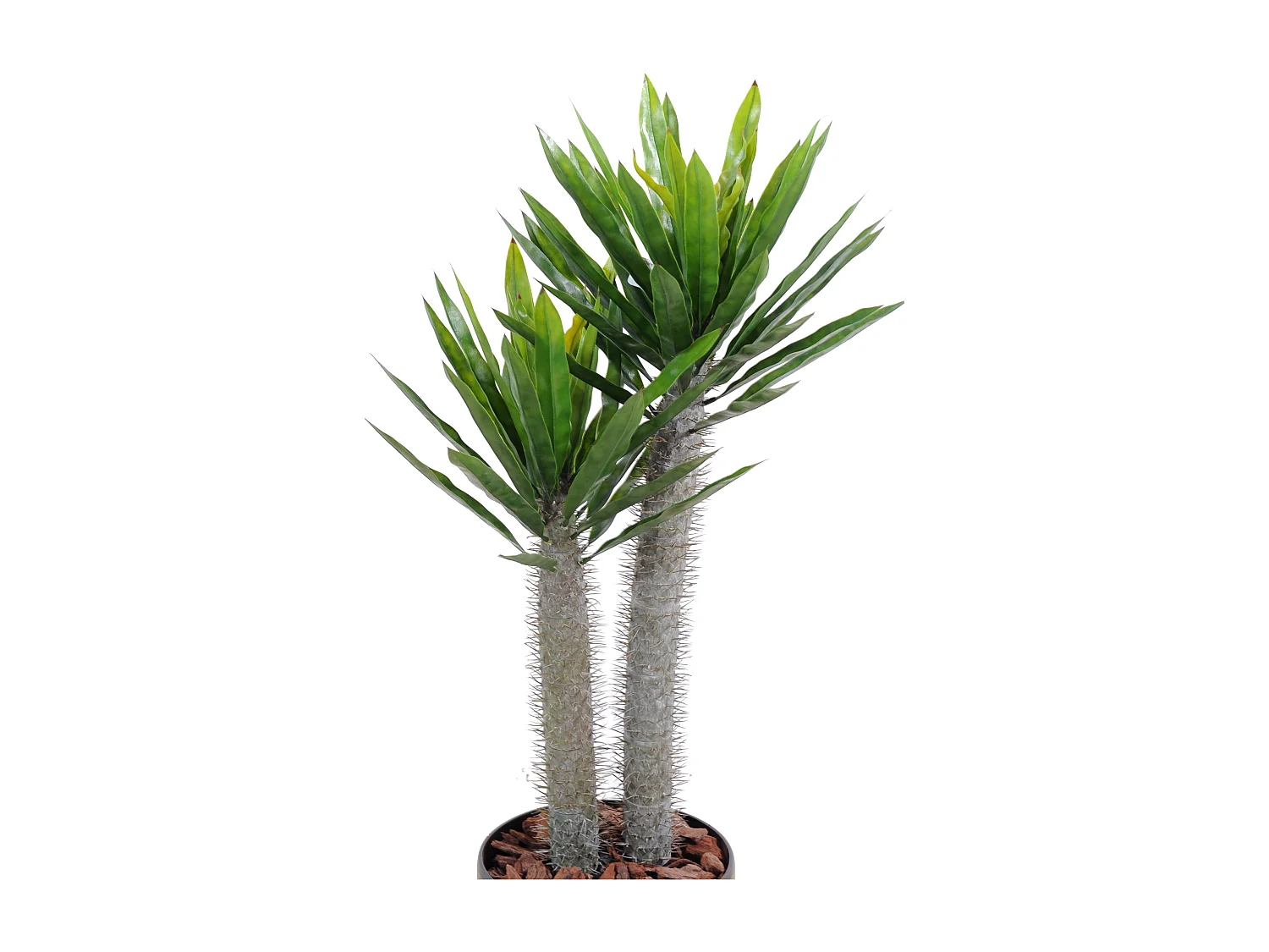 Plante artificielle haute gamme Spécial extérieur / Pachypodium artificiel - Dim : 100 x 50 cm