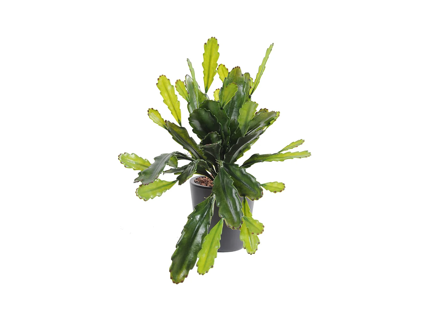 Plante artificielle haute gamme Spécial extérieur / Epiphyllum artificiel - Dim : 50 x 25 cm