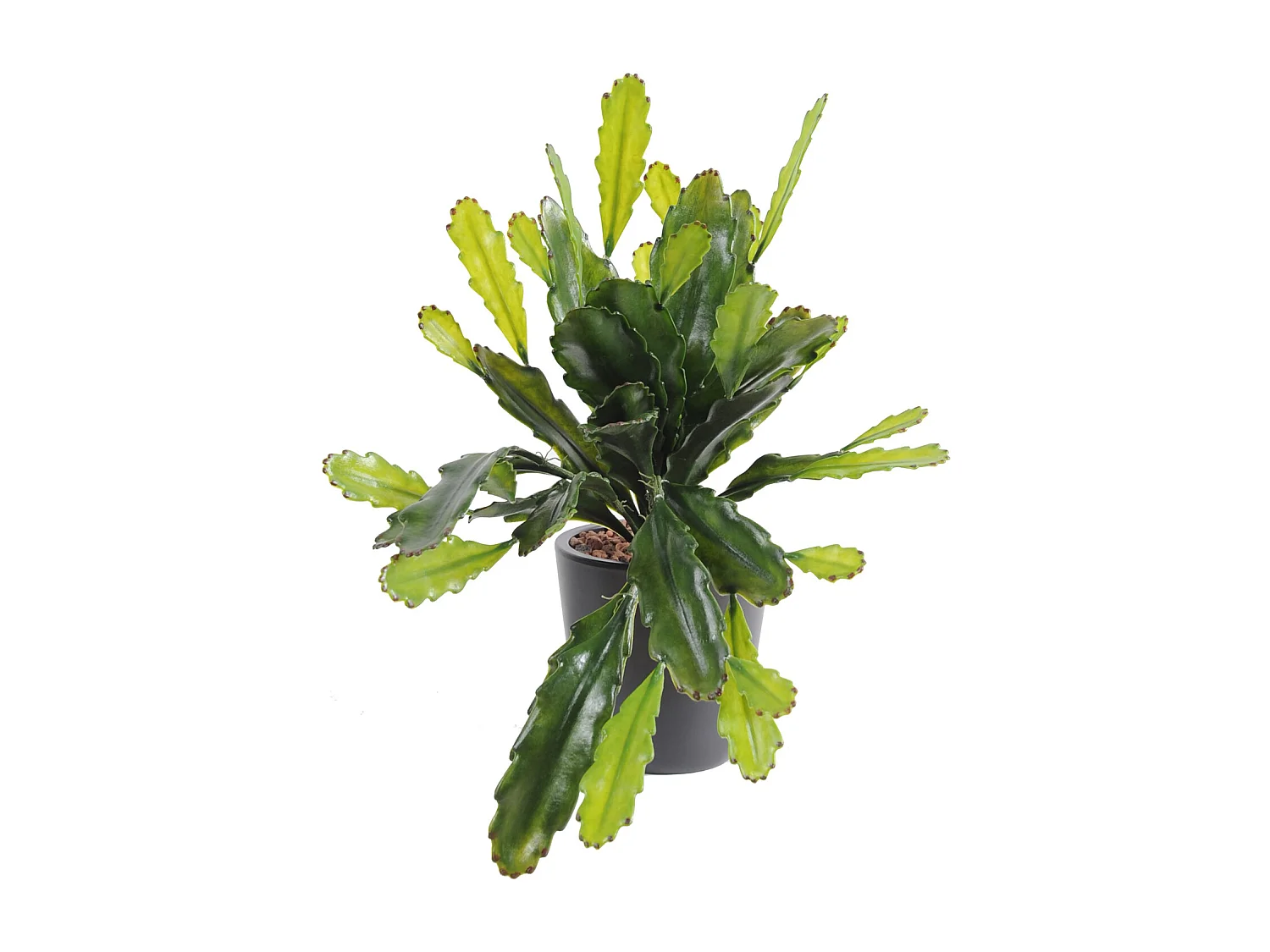 Plante artificielle haute gamme Spécial extérieur / Epiphyllum artificiel - Dim : 50 x 25 cm